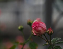 中之島公園のバラmm00005110