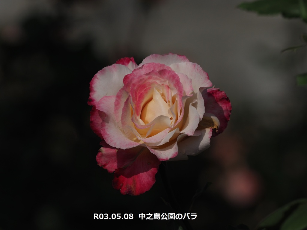 中之島公園のバラ