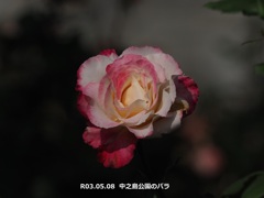 中之島公園のバラ