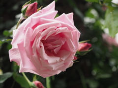 中之島公園のバラmm00005409