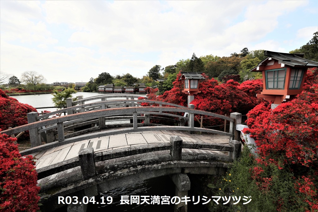 長岡天満宮のキリシマツツジ
