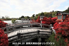 長岡天満宮のキリシマツツジ