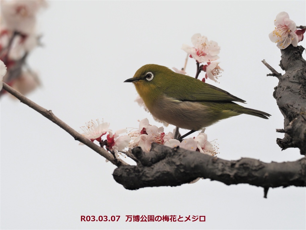 万博公園の梅花とメジロ