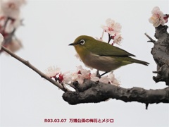 万博公園の梅花とメジロ