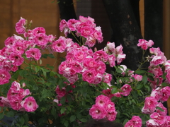 中之島公園のバラmm00005222