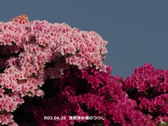 浅香浄水場のツツジ