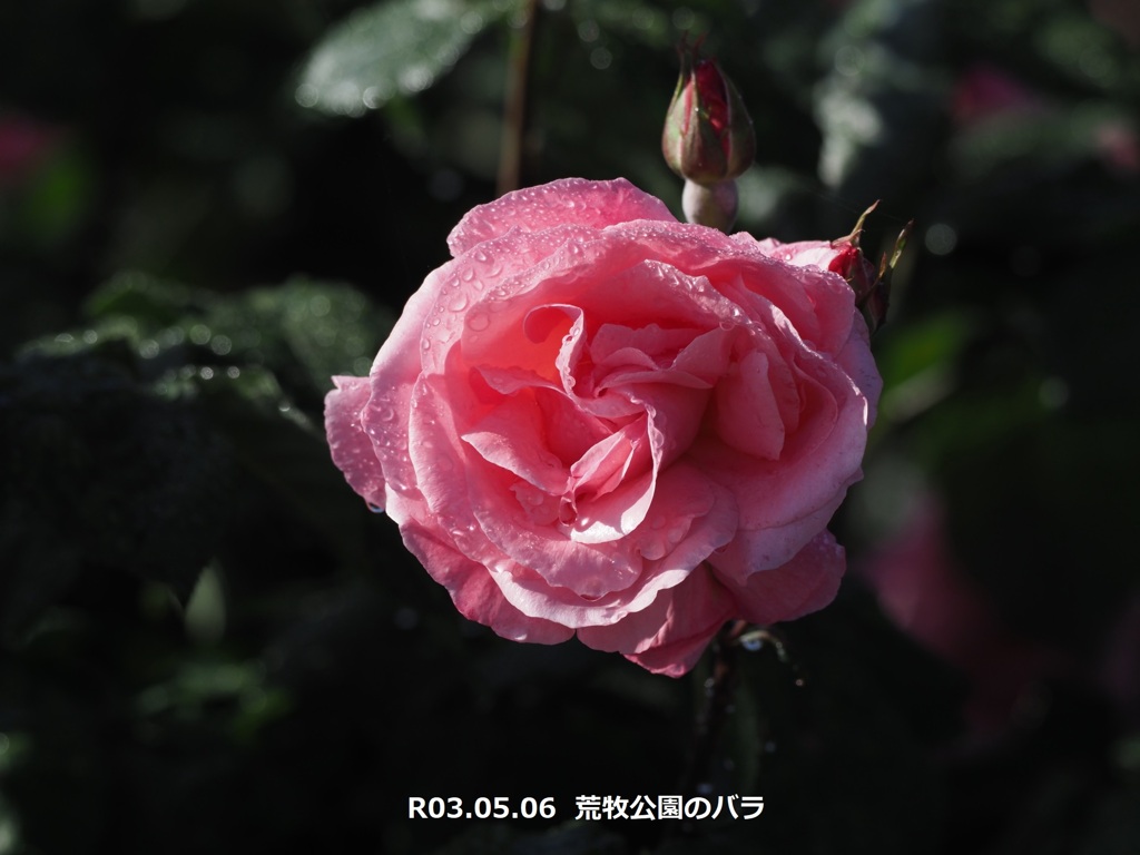 荒牧公園のバラ