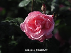 荒牧公園のバラ