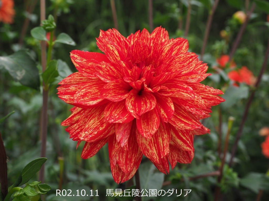 馬見丘陵公園のダリア