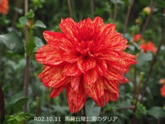 馬見丘陵公園のダリア