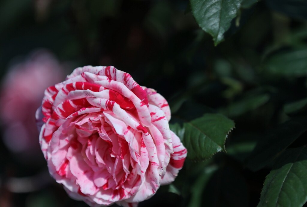 荒牧公園mm00005565