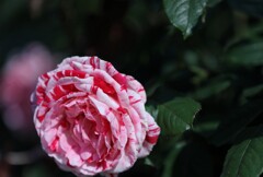 荒牧公園mm00005565