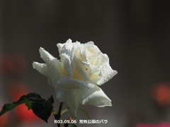荒牧公園のバラ