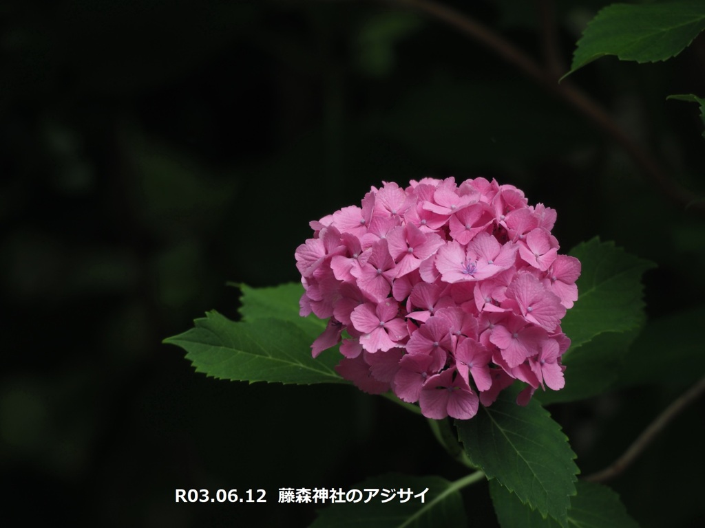 20