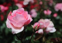 荒牧公園mm00005744