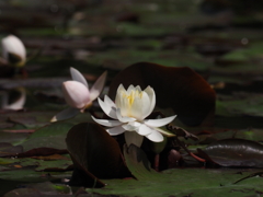 P4270186長居植物園