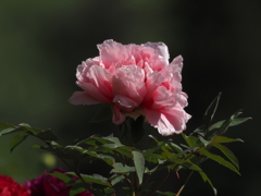 mm00004134