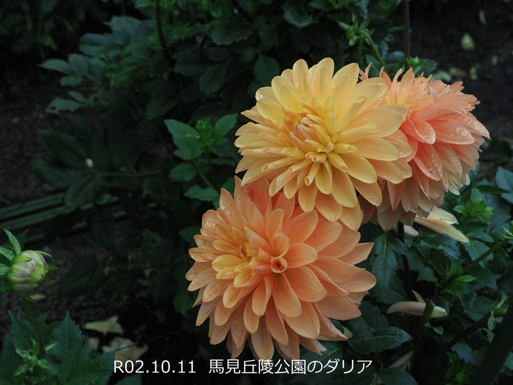 馬見丘陵公園のダリア