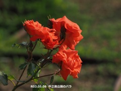 中之島公園のバラ