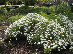 mm00004214長居植物園