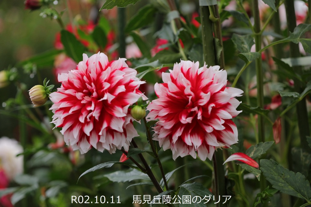 馬見丘陵公園のダリア