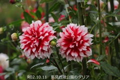 馬見丘陵公園のダリア