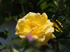 中之島公園のバラmm00005295