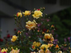 中之島公園のバラmm00005148