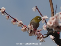 万博公園の梅花とメジロ