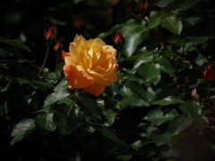 mm00004253 (2)長居植物園