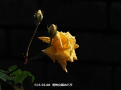 荒牧公園のバラ