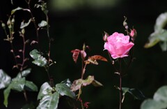 荒牧公園mm00005635