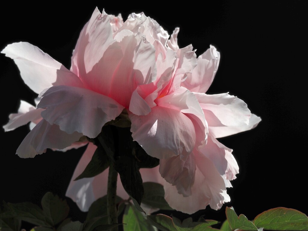 mm00004141