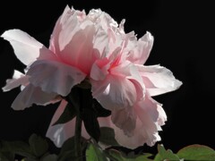 mm00004141