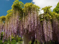 mm00004220 (3)長居植物園の花々