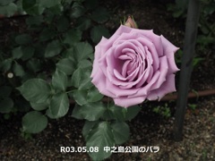 中之島公園のバラ