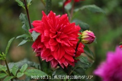 馬見丘陵公園のダリア