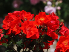 中之島公園のバラmm00005283