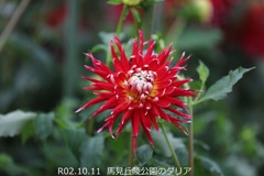 馬見丘陵公園のダリア