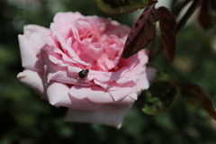荒牧公園mm00005777