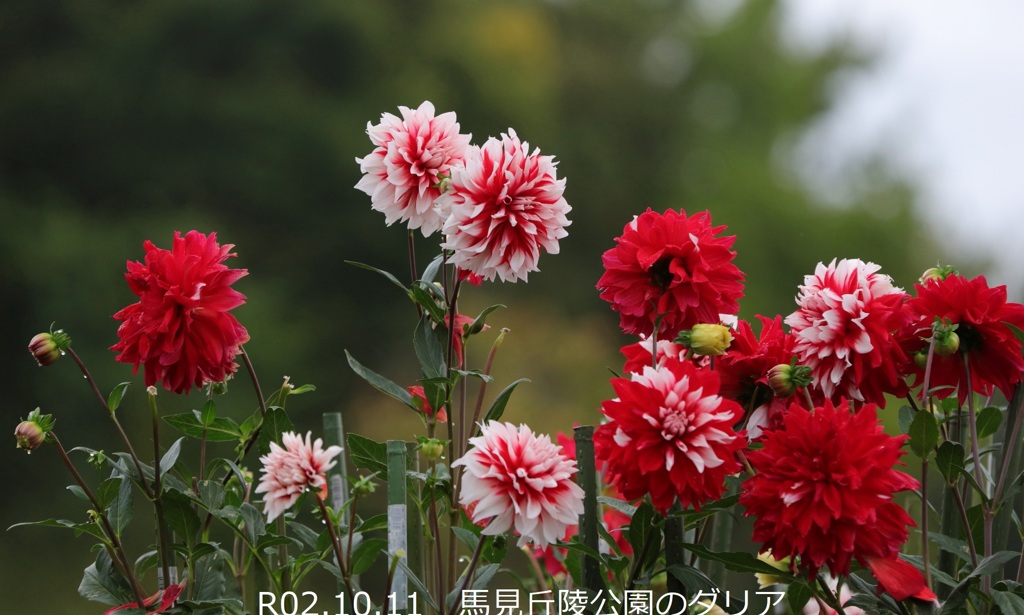 馬見丘陵公園のダリア