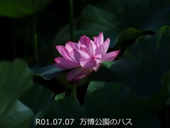 万博公園の蓮