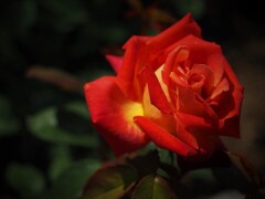 mm00004318 (2)長居植物園