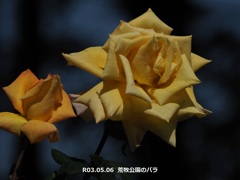 荒牧公園のバラ