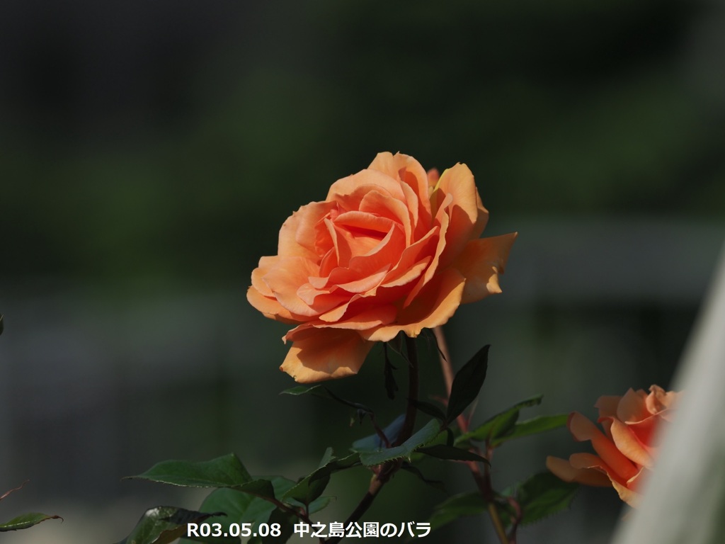 中之島公園のバラ