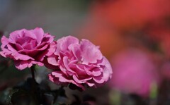 荒牧公園mm00005572