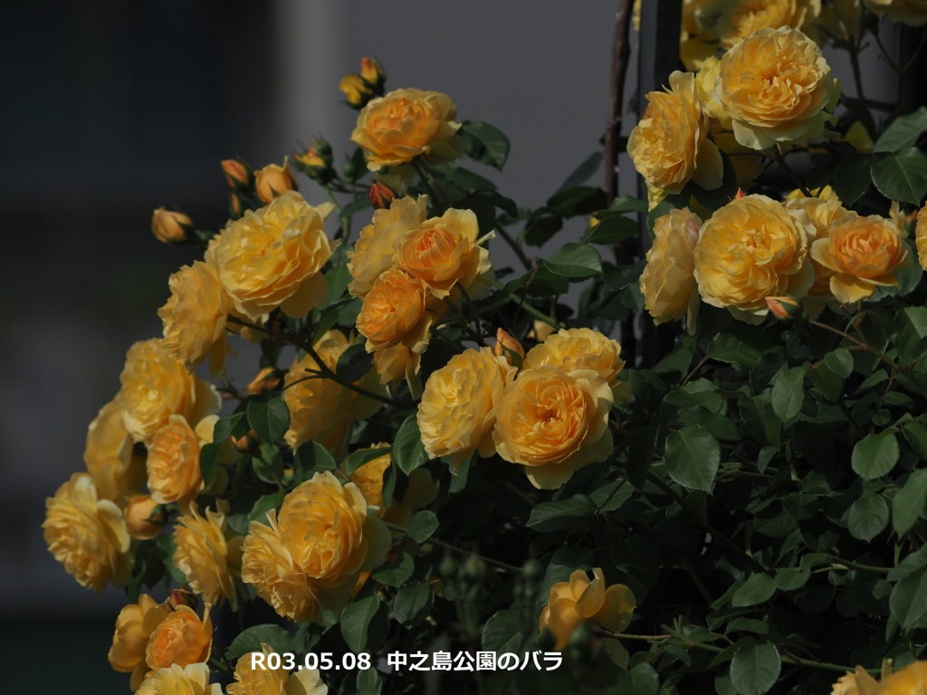 中之島公園のバラ
