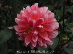 馬見丘陵公園のダリア