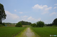田舎の一本道