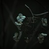 回想  ～枯れ紫陽花～ ②